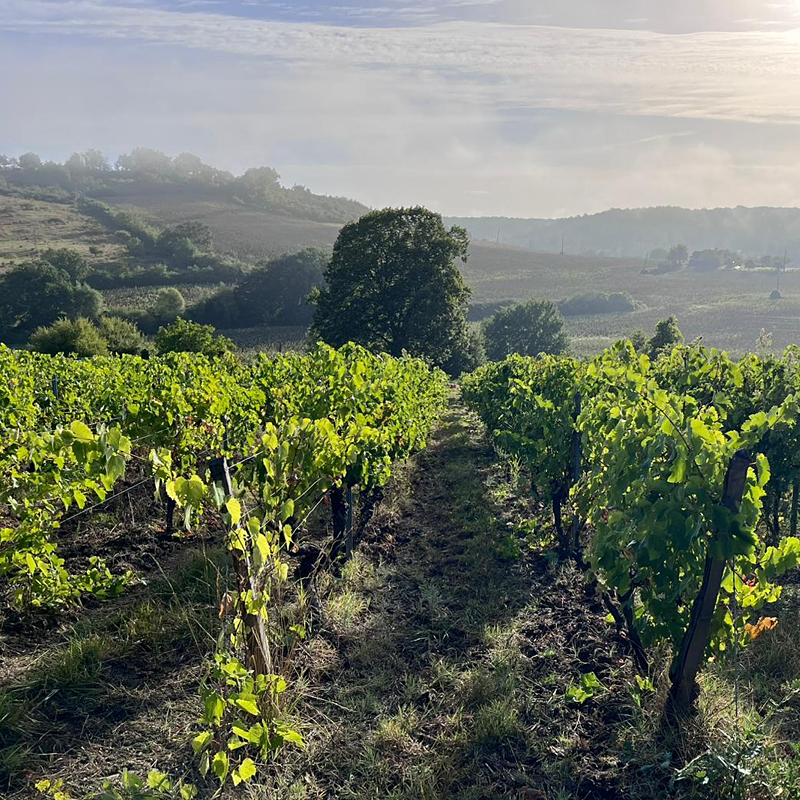 Clos Rougeard