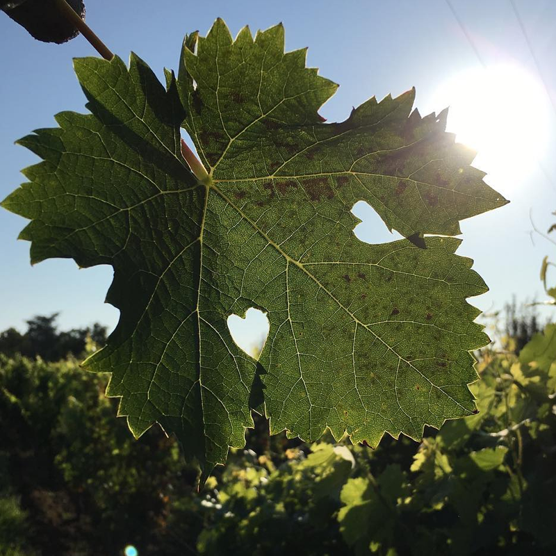 Domaine du Collier