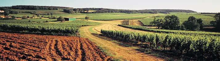 Côte de Nuits
