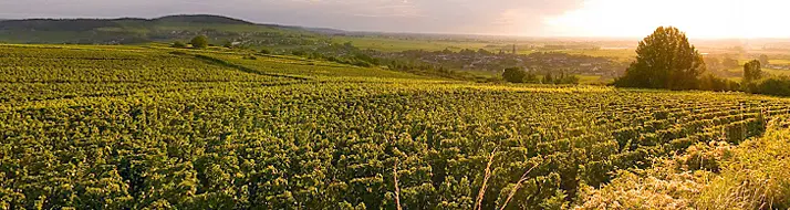 Côte de Beaune