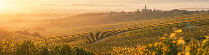 Côte des Blancs
